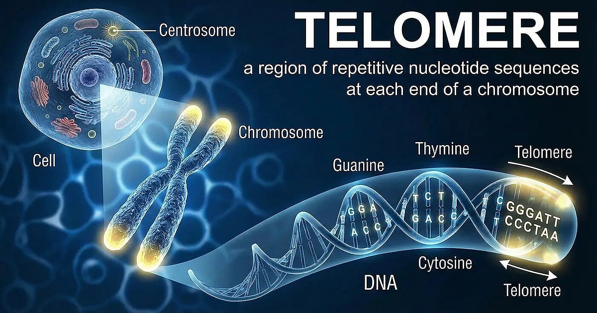 When Telomeres reach their Critical Length