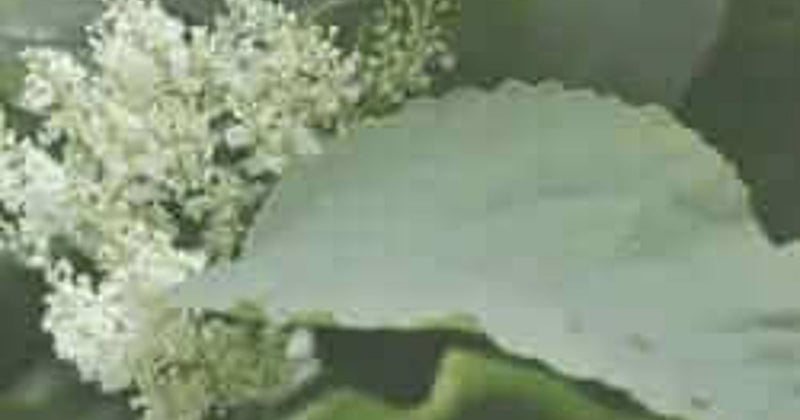 Japanese Knotweed – Malicious, But Very Beneficial