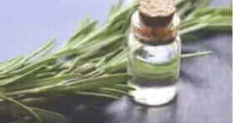 Fresh rosemary sprigs, the herb studied for its effect on hair growth