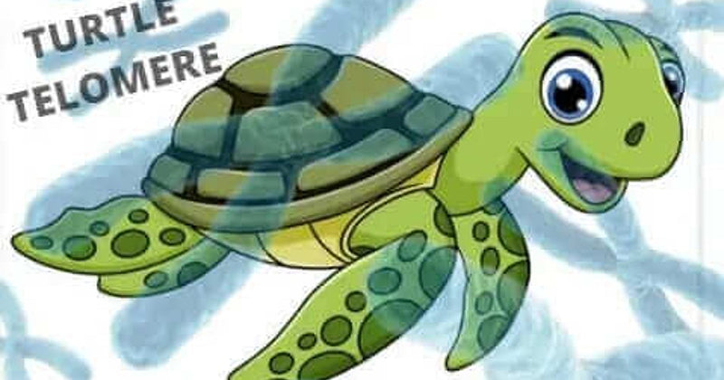 Turtle Telomeres