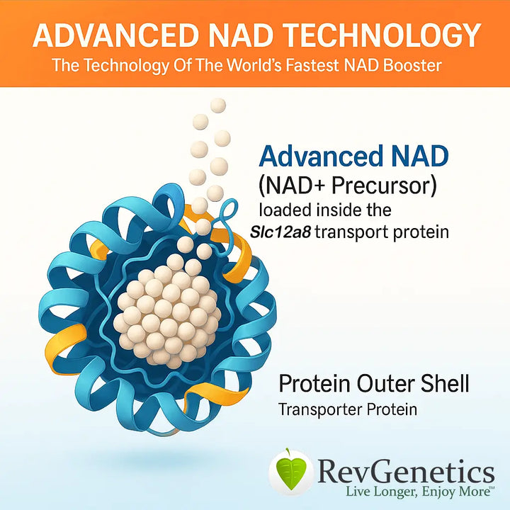 RevGenetics Advanced NAD 1000 Supplement - 1000mg NAD+ Precursor for Cellular Energy & Longevity Support - Made in USA GMP-Certified lab By RevGenetics NADsupplement-AdvancedNAD1000-Transporter_png Member Products,All Products