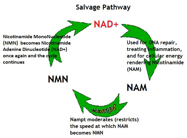 Via de recuperação de mononucleotídeos de nicotinamida NMN NAD